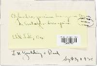 Cylindrosporium brevispinum image