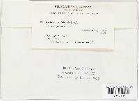 Aschersonia cubensis image