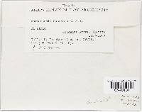 Aschersonia cubensis image