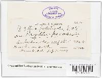 Zythia boleticola image