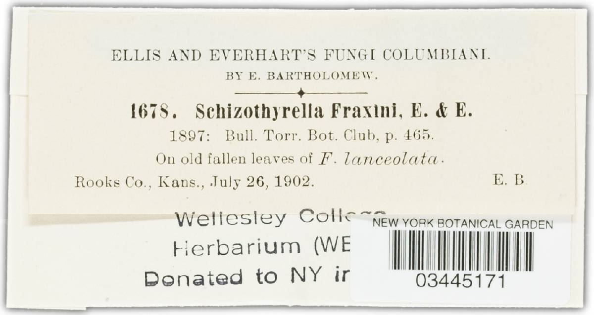 Schizothyrella fraxini image