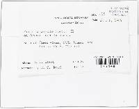 Puccinia zoysiae image