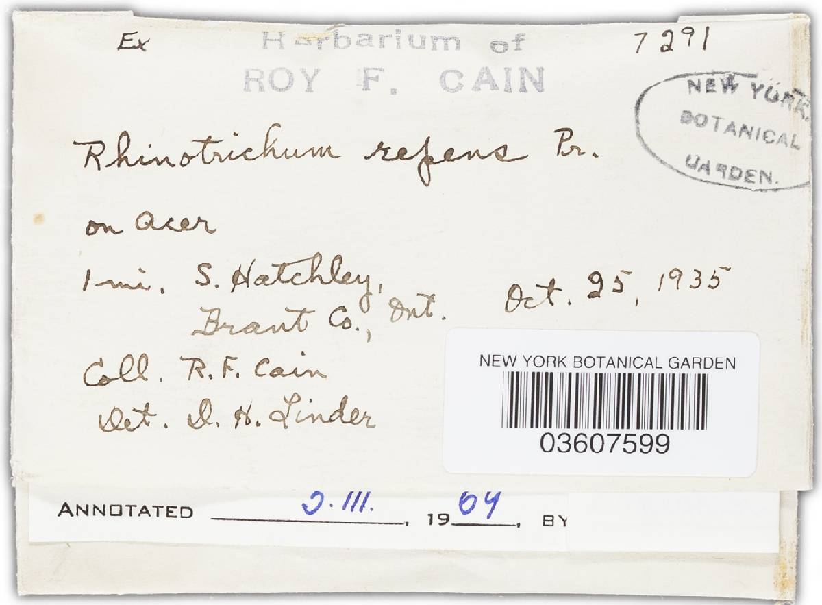 Botryobasidium conspersum image