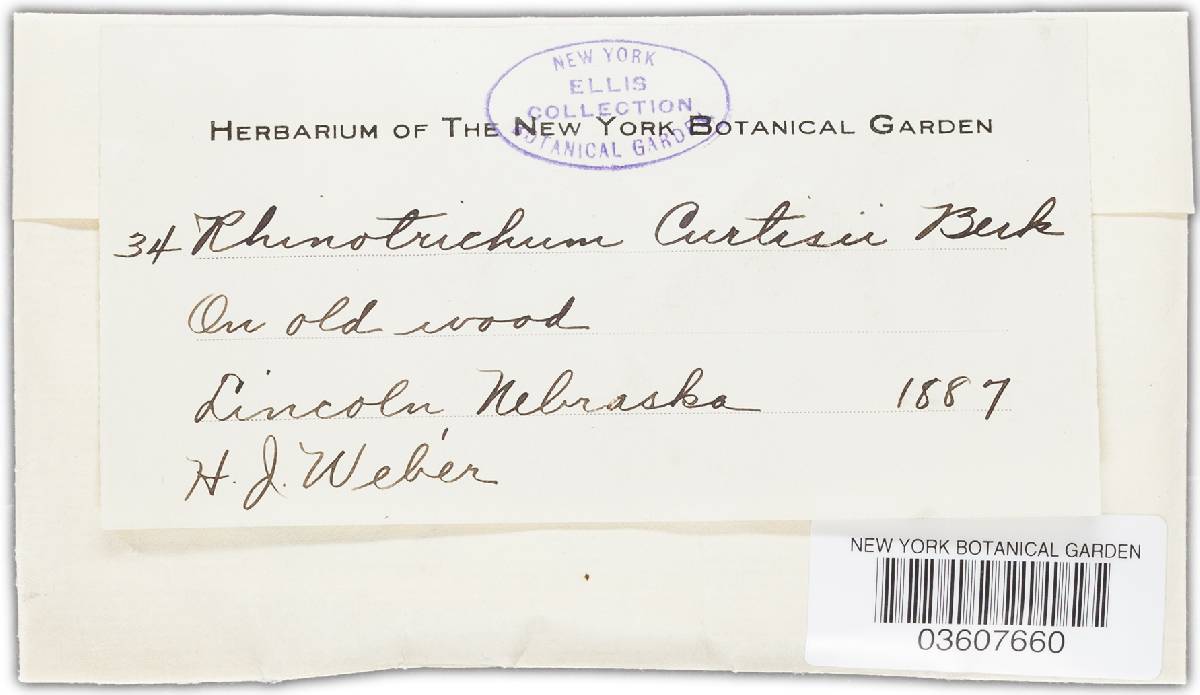 Haplotrichum curtisii image