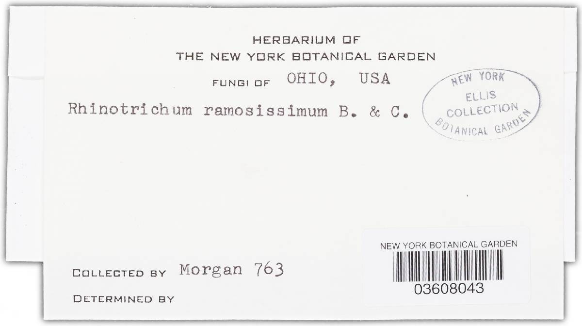 Tomentella lapida image