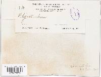 Image Associated With the Occurrence