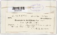 Ramularia aequivoca image