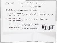 Trichothecium roseum image