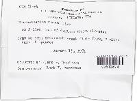 Trichothecium roseum image