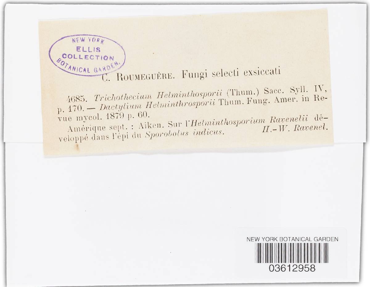 Trichothecium helminthosporii image