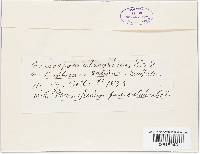 Thumbnail image of current specimen