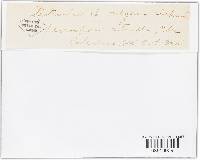 Didymella bryoniae image