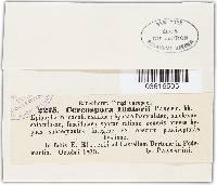 Thumbnail image of current specimen