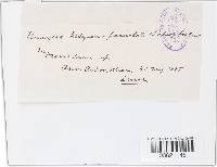 Uromyces hedysari-paniculati image