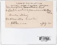 Uromyces hewittiae image