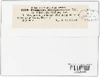 Uromyces scrophulariae image