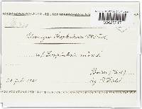 Uromyces scrophulariae image