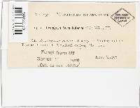 Uromyces scrophulariae image