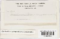 Image Associated With the Occurrence