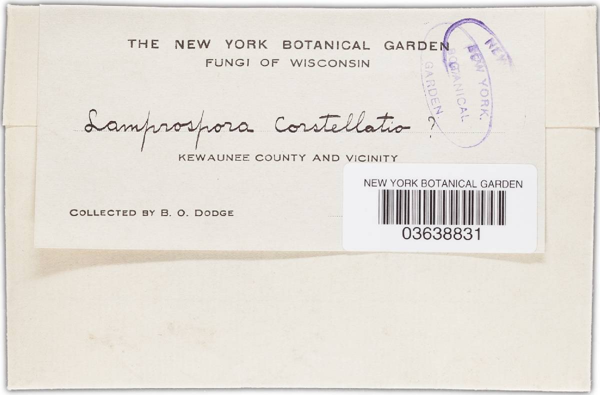 Pulvinula convexella image