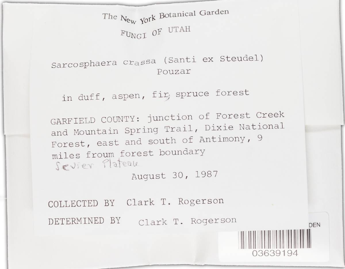 Sarcosphaera crassa image