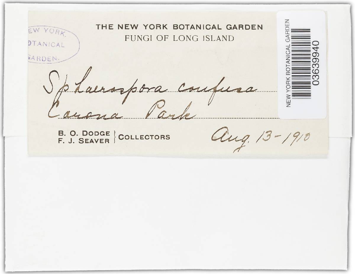 Sphaerosporella brunnea image