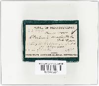 Sarcoscypha occidentalis image