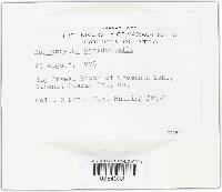 Sarcoscypha occidentalis image