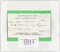 Wynnea americana image