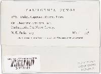 Pithya cupressi image