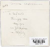 Plectania campylospora image