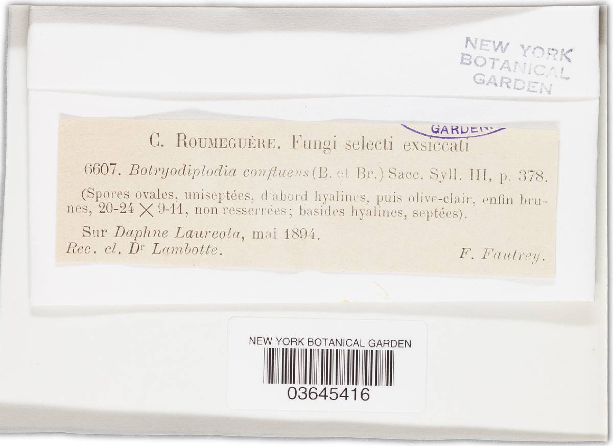 Diplodia confluens image