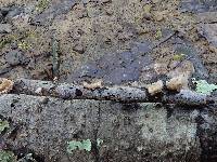 Stereum ochraceoflavum image