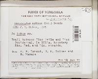 Media resource of Hegermila andina