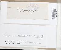 Thumbnail image of current specimen