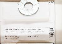 Lachnum brasiliense image