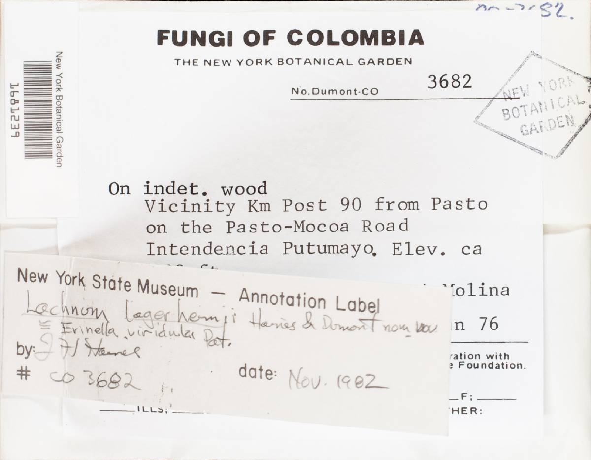 Lachnum lagerheimii image