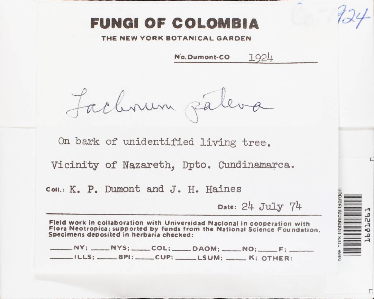 Lachnum patena image