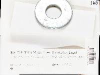 Lachnum sclerotii image