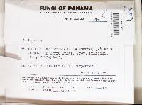 Lachnum abnorme image