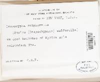 Incrucipulum sulphurellum image