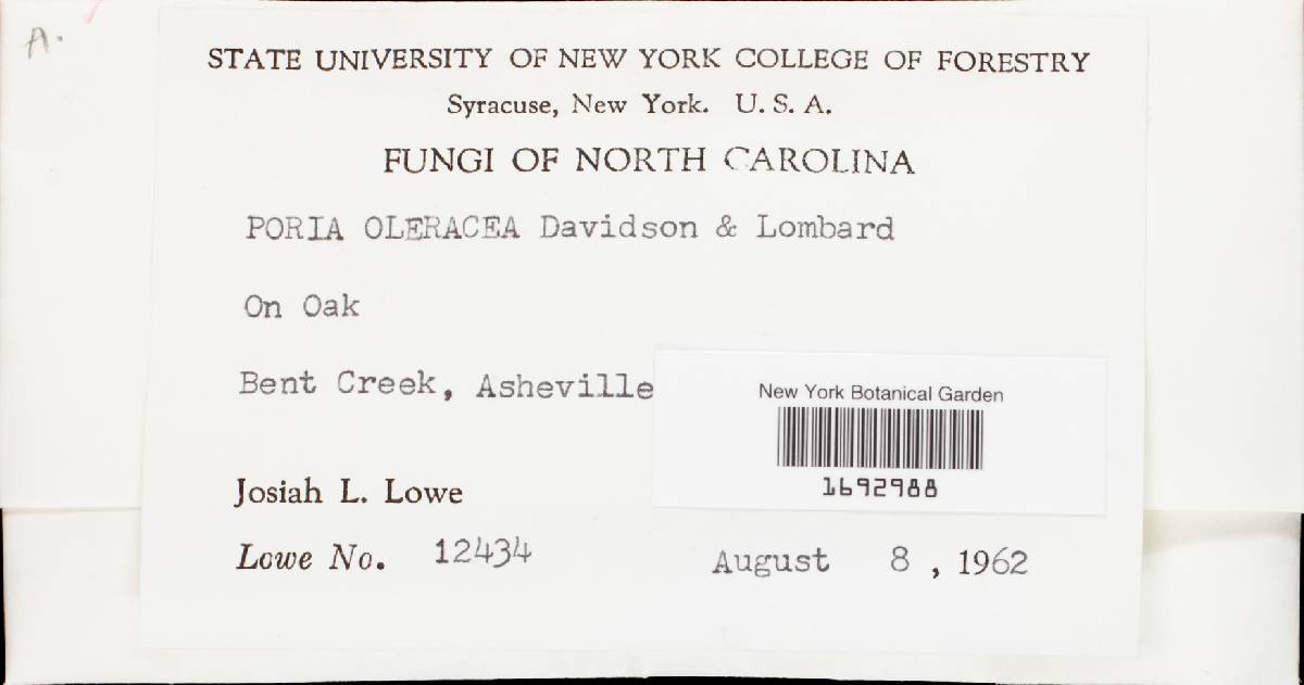 Antrodia oleracea image