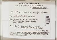 Lachnum carneolum image