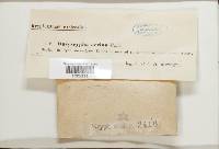 Neodasyscypha cerina image