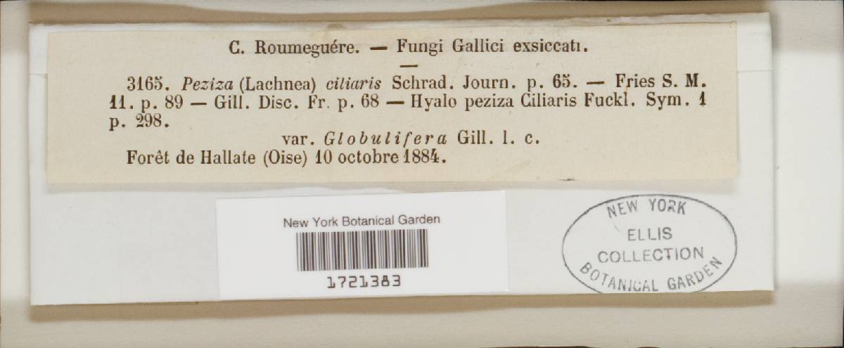 Incrucipulum ciliare image