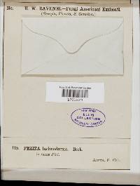 Thumbnail image of current specimen