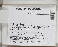 Thumbnail image of current specimen