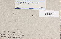 Bjerkandera fumosa image