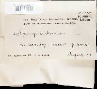 Tyromyces chioneus image