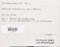 Cerrena unicolor image